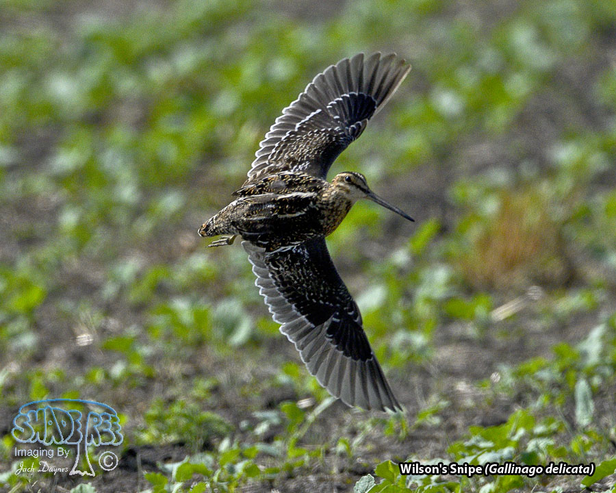 Wilson's Snipe - Gallinago delicata