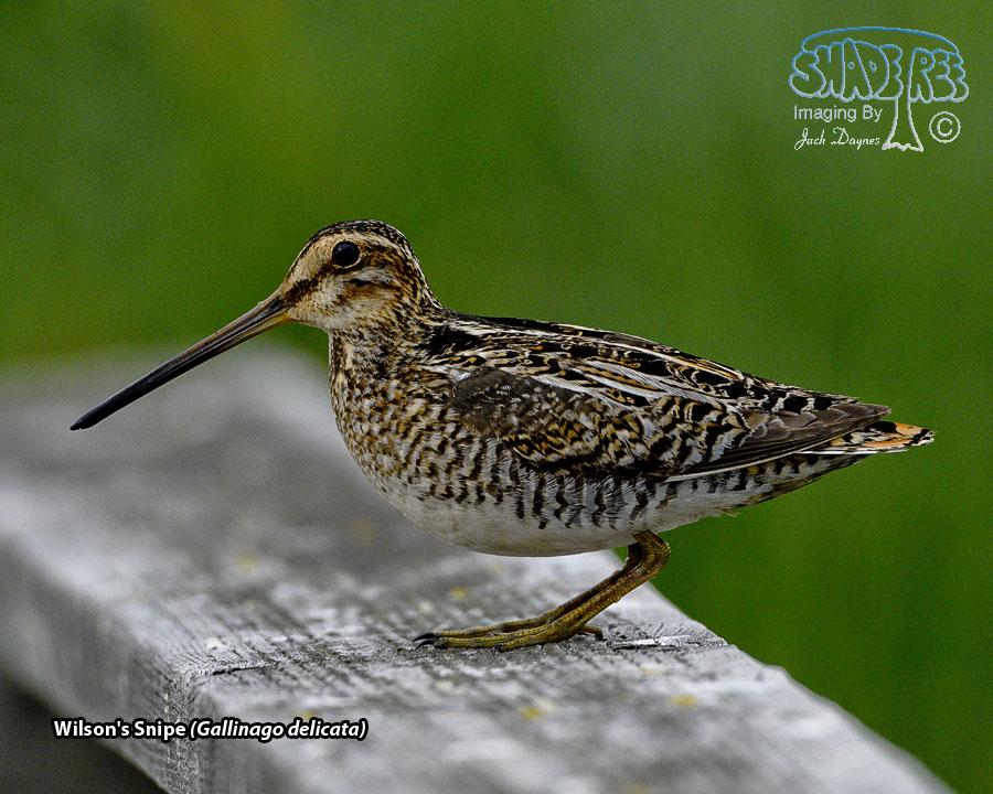 Wilson's Snipe - Gallinago delicata