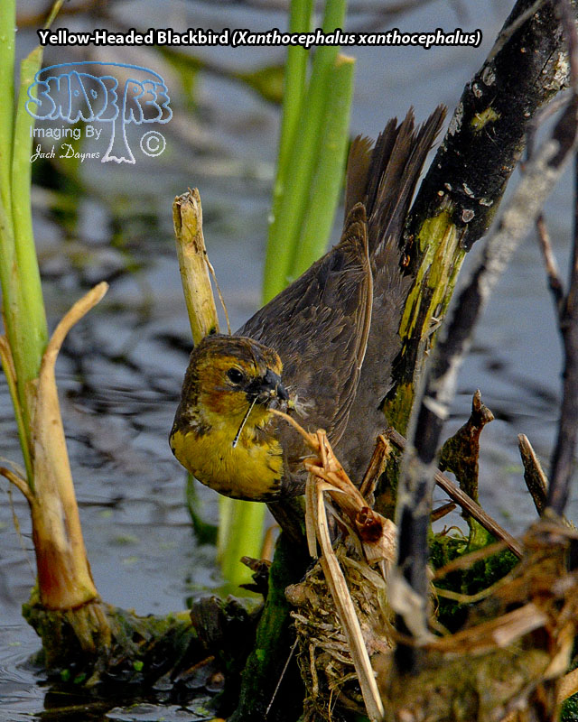 Yellow-Headed Blackbird - Xanthocephalus xanthocephalus