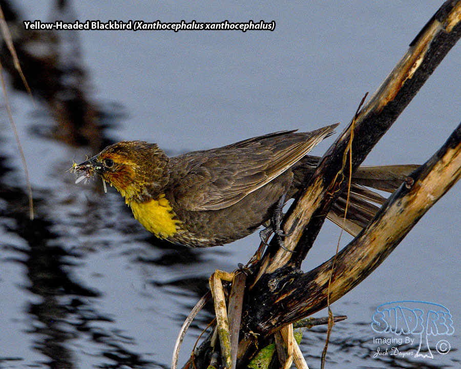 Yellow-Headed Blackbird - Xanthocephalus xanthocephalus