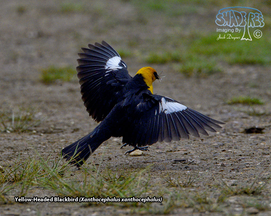 Yellow-Headed Blackbird - Xanthocephalus xanthocephalus