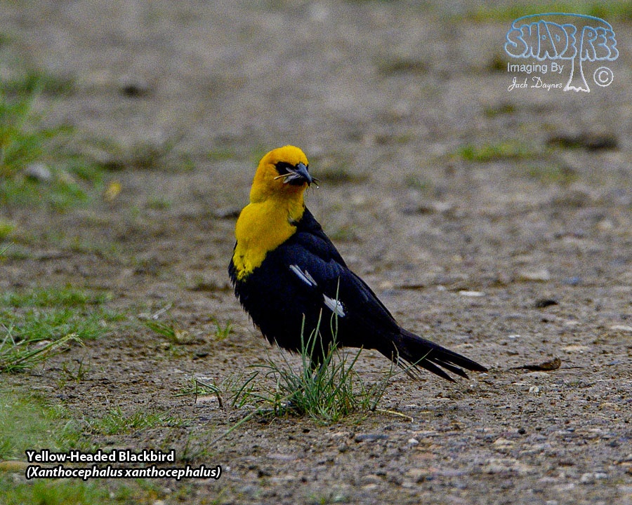 Yellow-Headed Blackbird - Xanthocephalus xanthocephalus