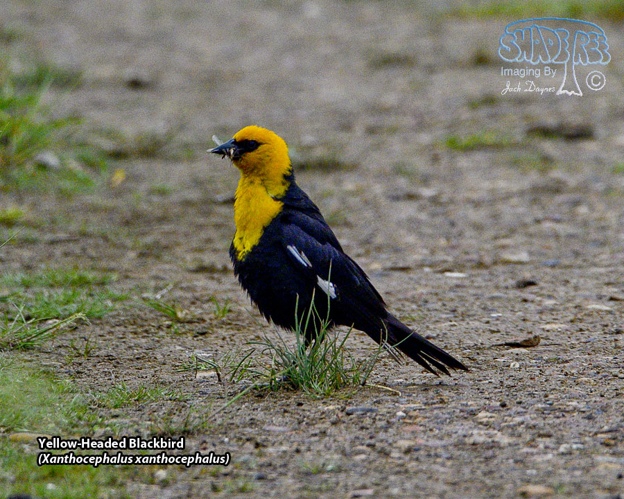 Yellow-Headed Blackbird - Xanthocephalus xanthocephalus