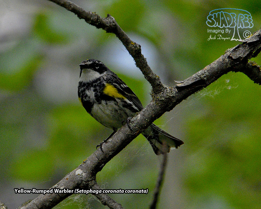Yellow-Rumped Warbler - Setophaga coronata coronata