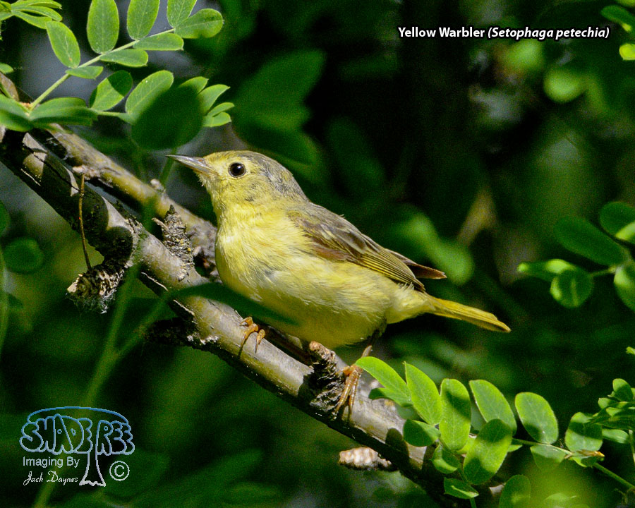 Yellow Warbler - Setophaga petechia