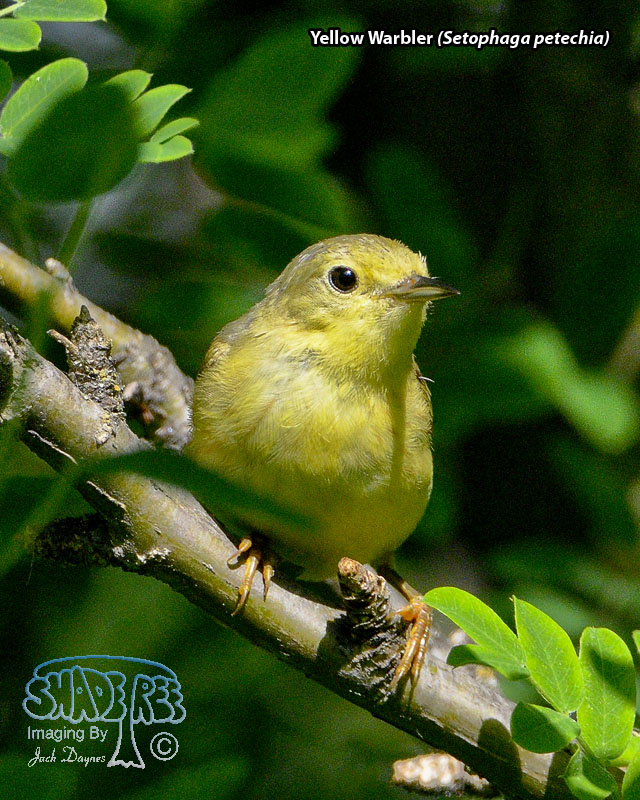 Yellow Warbler - Setophaga petechia