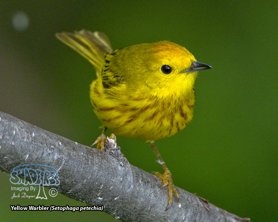Yellow Warbler - Setophaga petechia