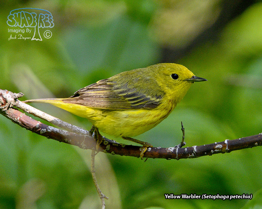 Yellow Warbler - Setophaga petechia