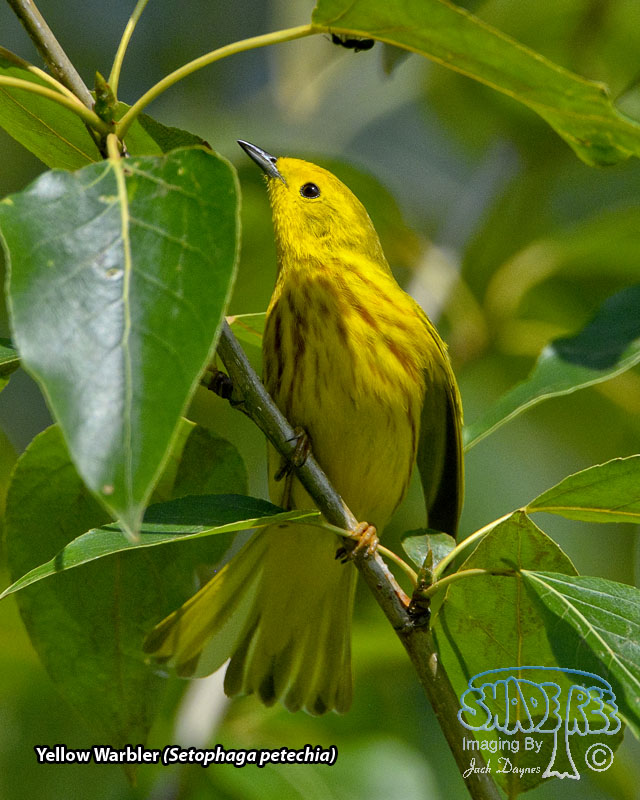 Yellow Warbler - Setophaga petechia
