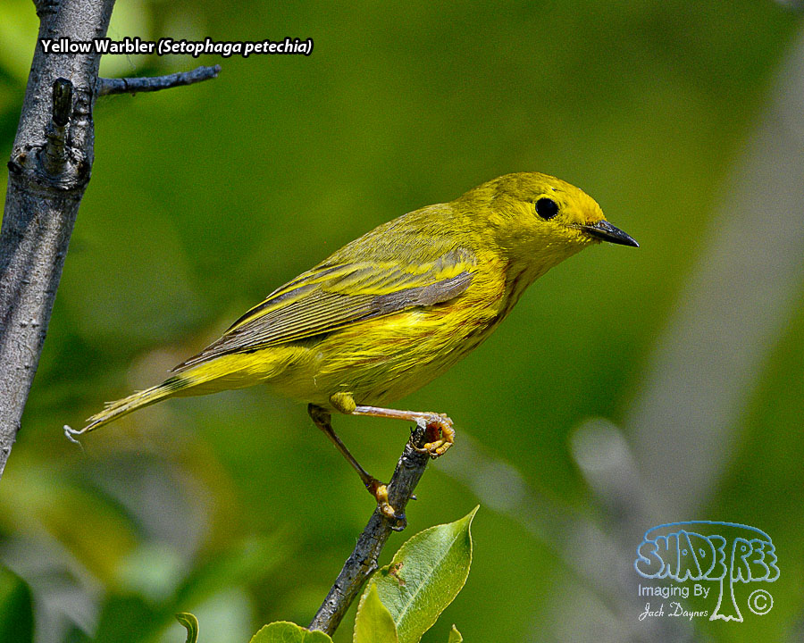 Yellow Warbler - Setophaga petechia