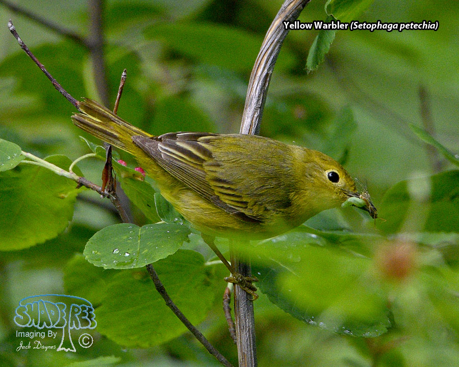 Yellow Warbler - Setophaga petechia