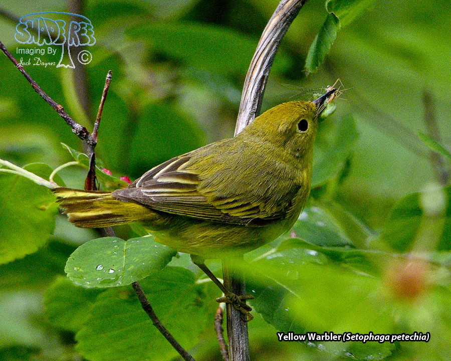 Yellow Warbler - Setophaga petechia