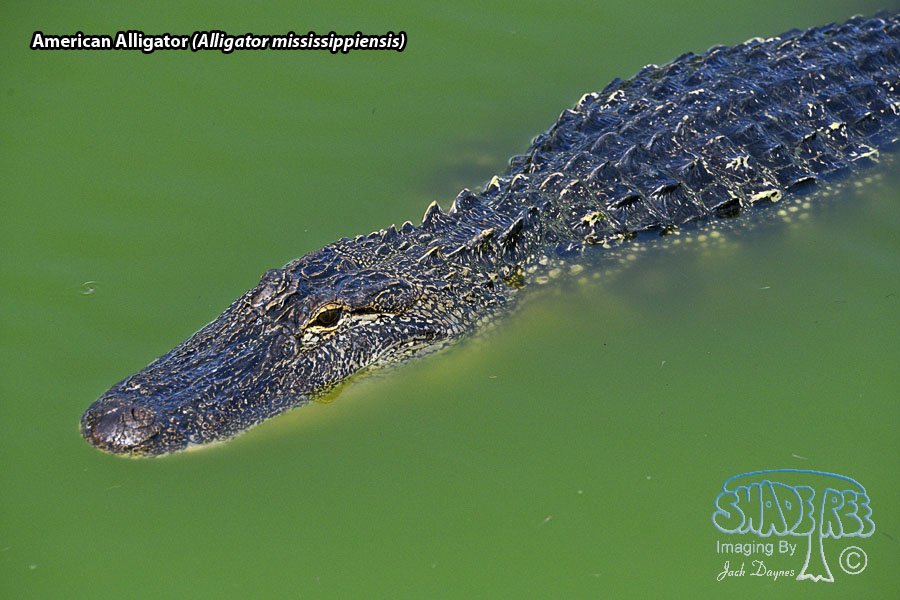 American Alligator - Alligator mississippiensis