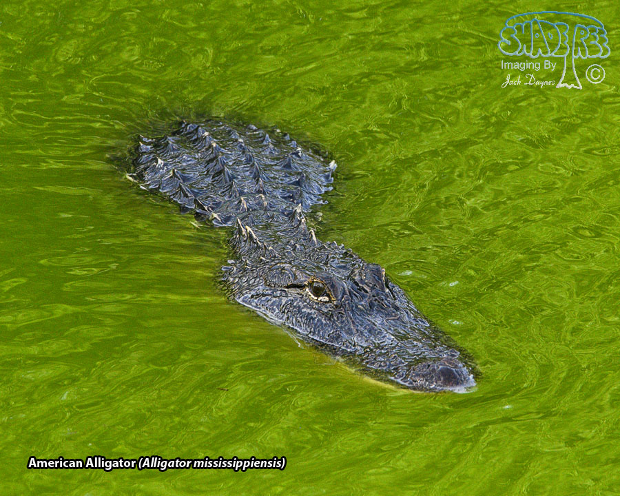 American Alligator - Alligator mississippiensis