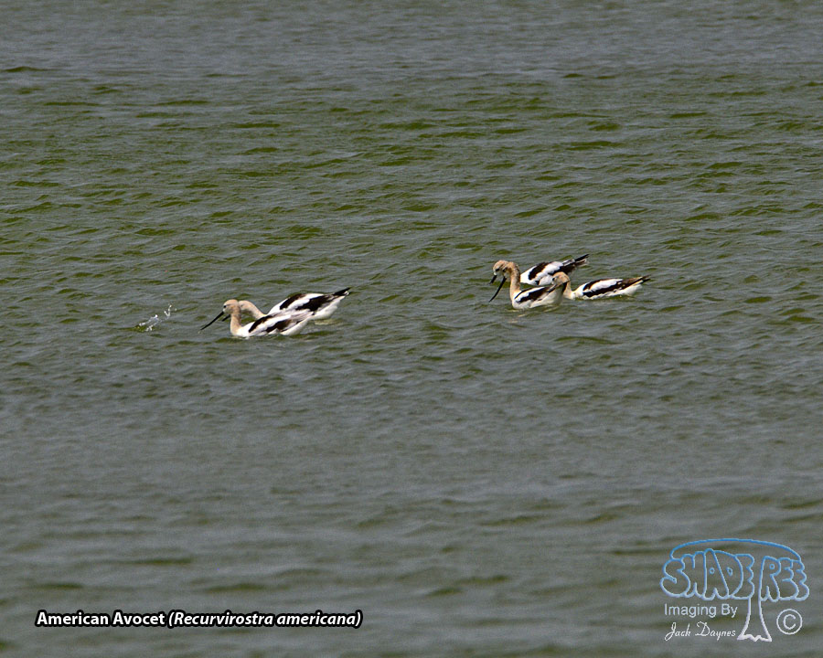 American Avocet - Recurvirostra americana