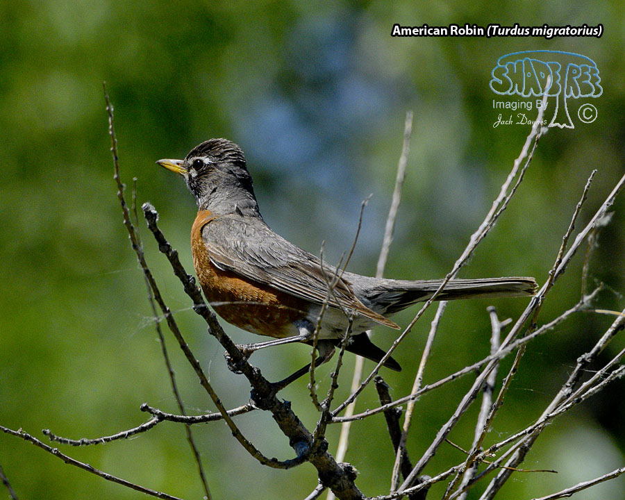 American Robin - Turdus migratorius