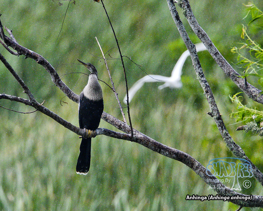 Anhinga - Anhinga anhinga