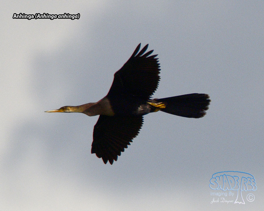 Anhinga - Anhinga anhinga