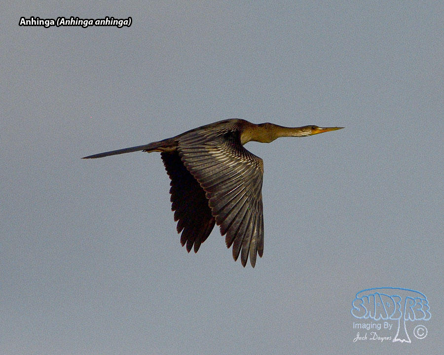 Anhinga - Anhinga anhinga