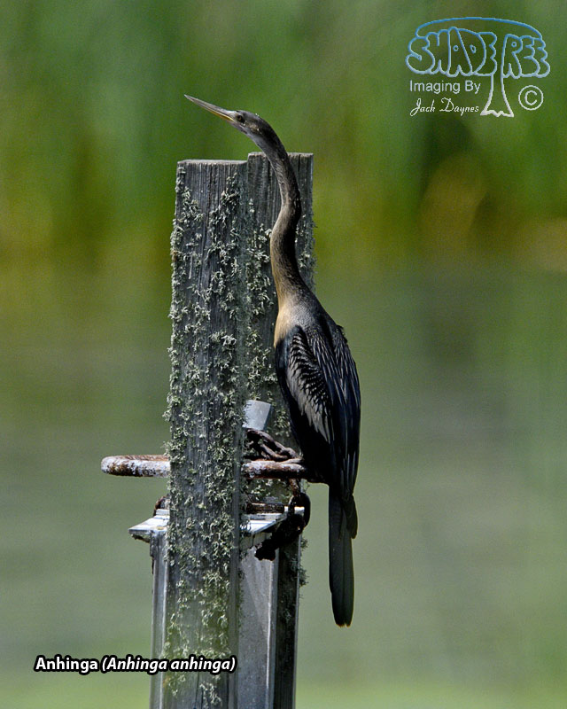 Anhinga - Anhinga anhinga