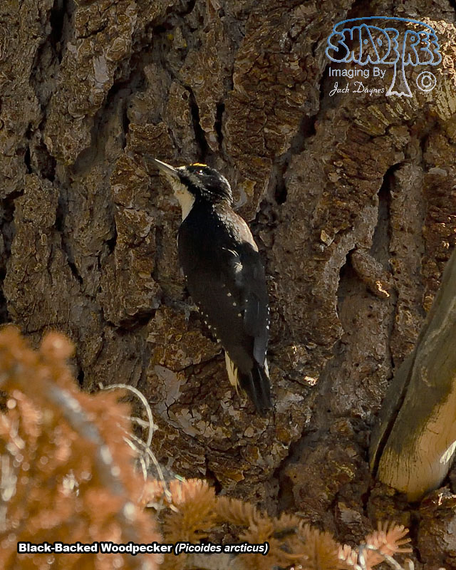 Black-Backed Woodpecker - Picoides arcticus