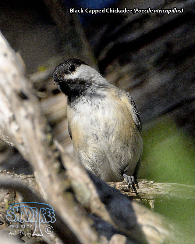 Black-Capped Chickadee - Poecile atricapillus