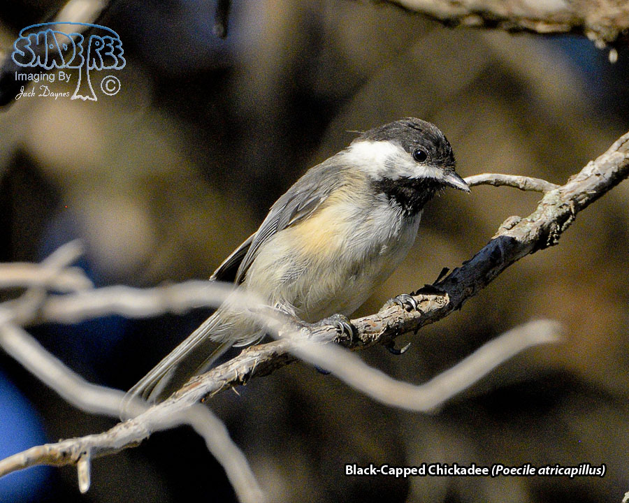 Black-Capped Chickadee - Poecile atricapillus