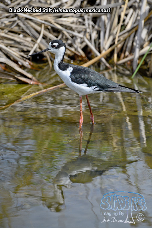 Black-Necked Stilt - Himantopus mexicanus