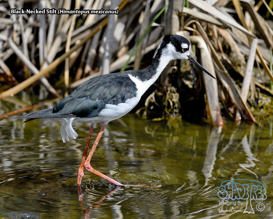 Black-Necked Stilt - Himantopus mexicanus