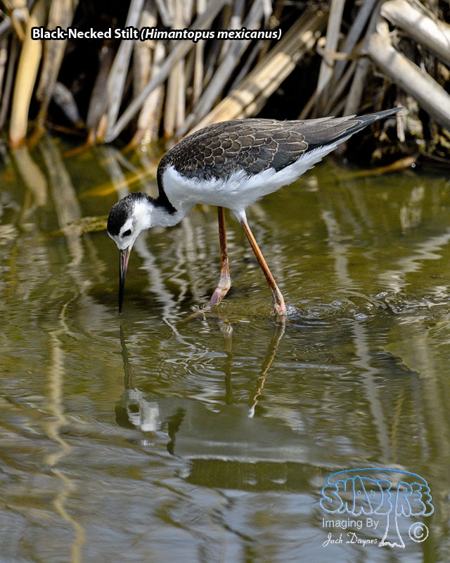 Black-Necked Stilt - Himantopus mexicanus