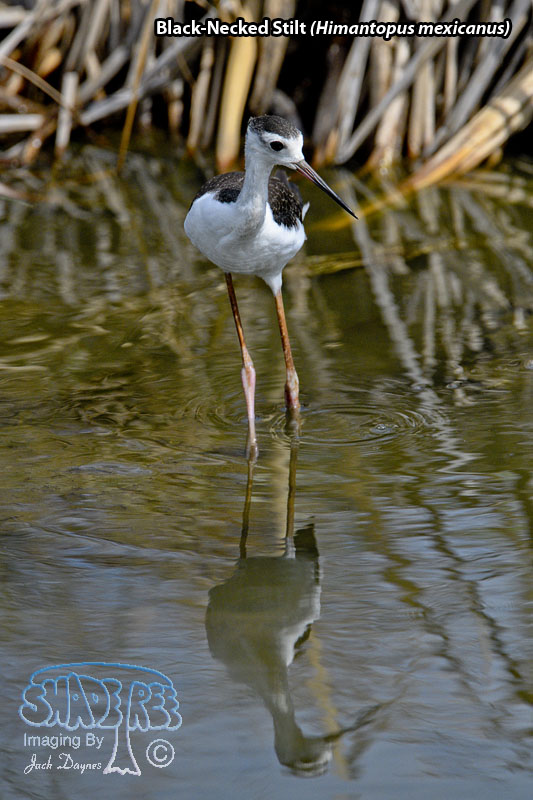 Black-Necked Stilt - Himantopus mexicanus
