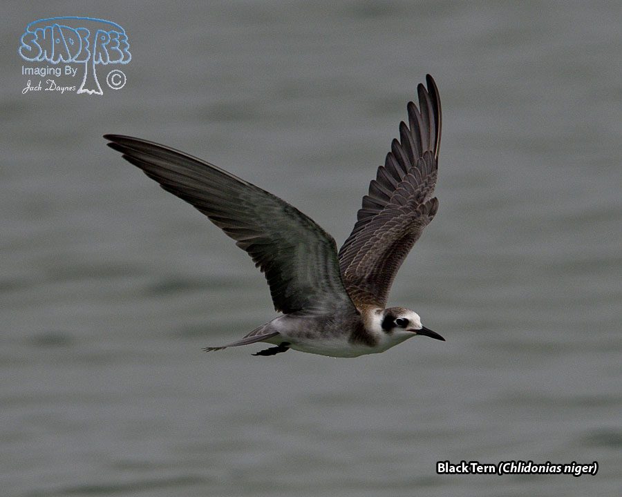 Black Tern - Chlidonias niger