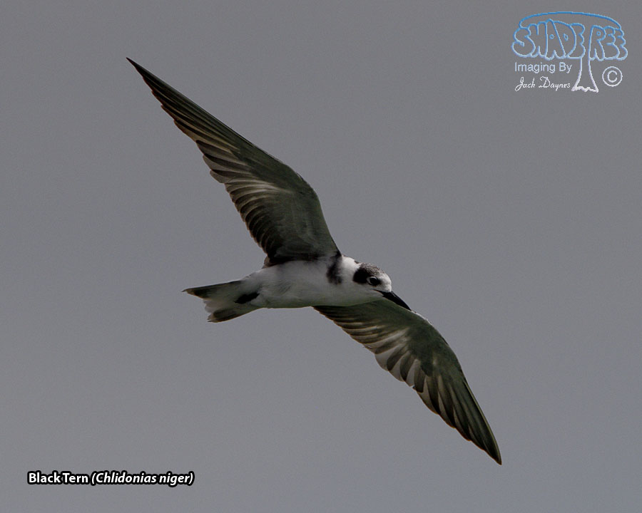 Black Tern - Chlidonias niger