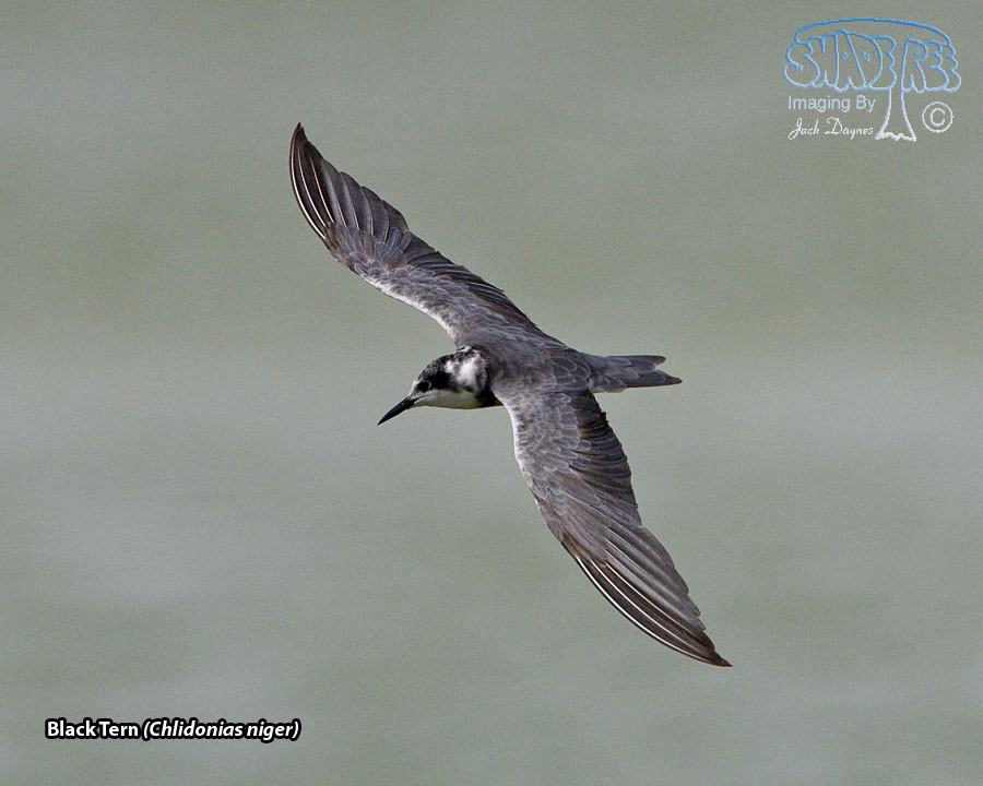 Black Tern - Chlidonias niger