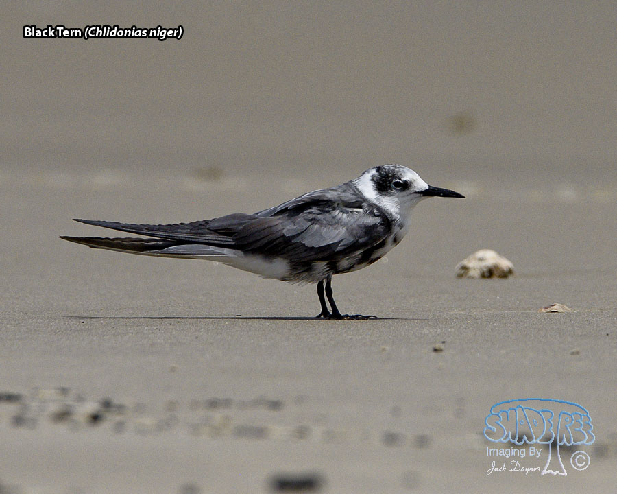 Black Tern - Chlidonias niger