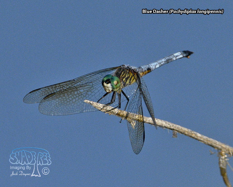 Blue Dasher - Pachydiplax longipennis