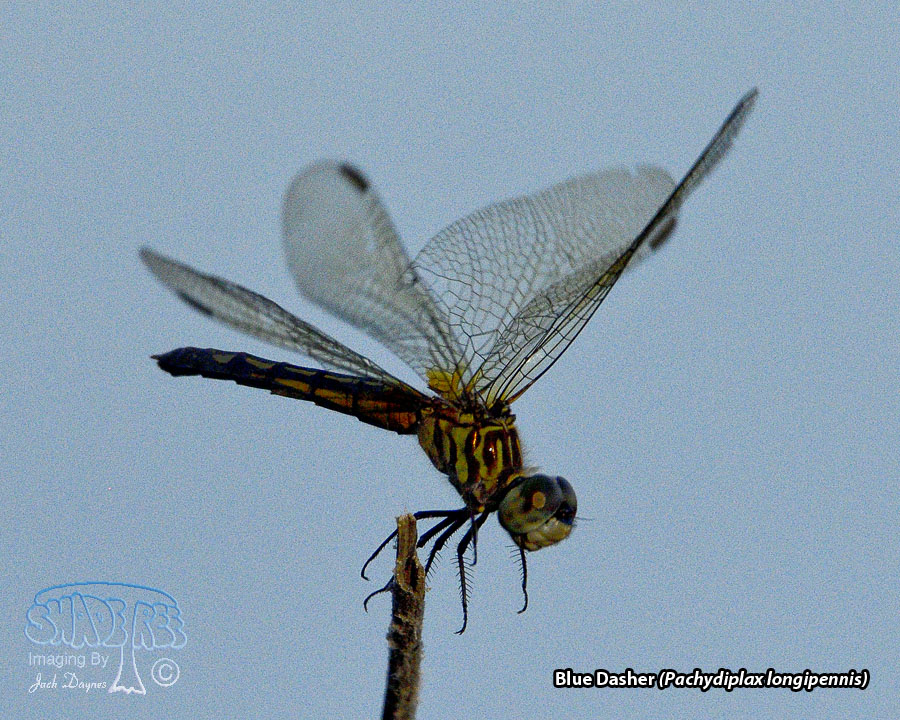 Blue Dasher - Pachydiplax longipennis