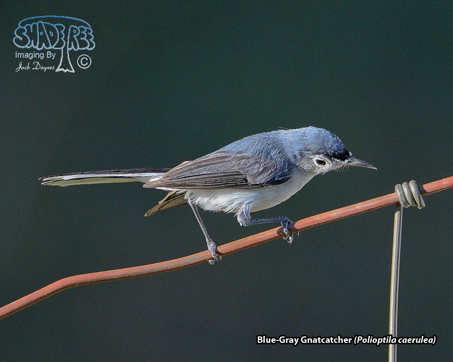 Blue-Gray Gnatcatcher - Polioptila caerulea