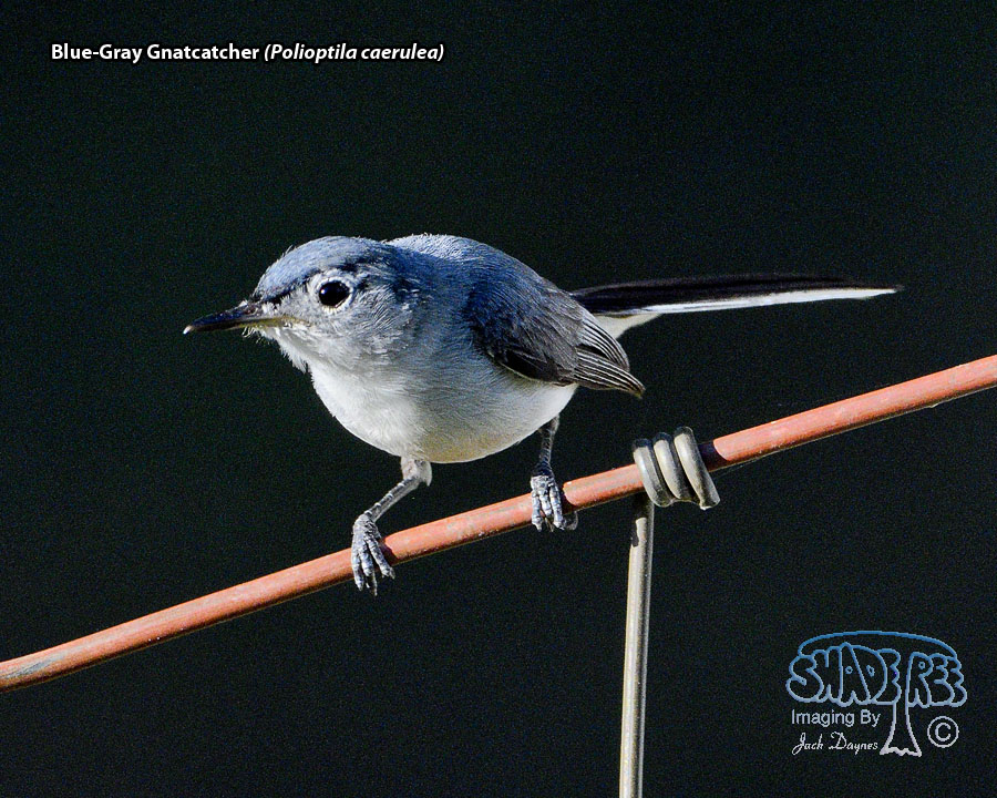 Blue-Gray Gnatcatcher - Polioptila caerulea