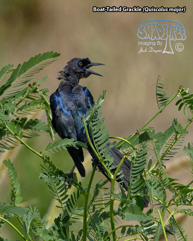 Boat-Tailed Grackle - Quiscalus major
