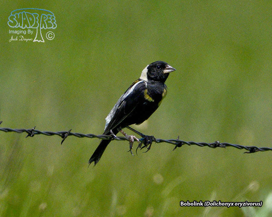 Bobolink - Dolichonyx oryzivorus