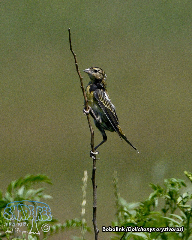 Bobolink - Dolichonyx oryzivorus