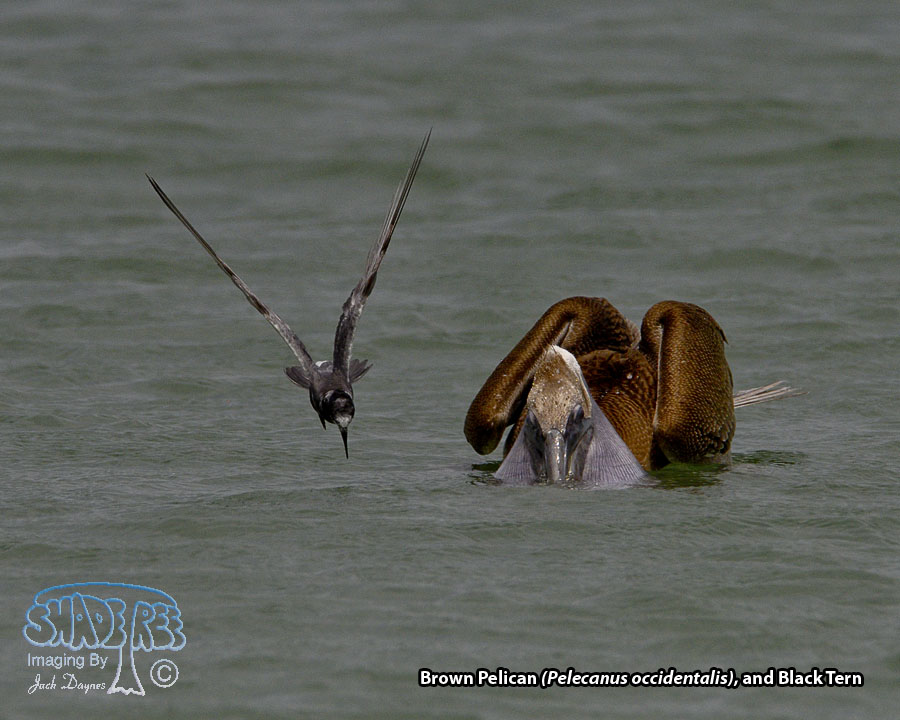 Brown Pelican - Pelecanus occidentalis
