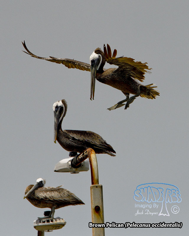 Brown Pelican - Pelecanus occidentalis