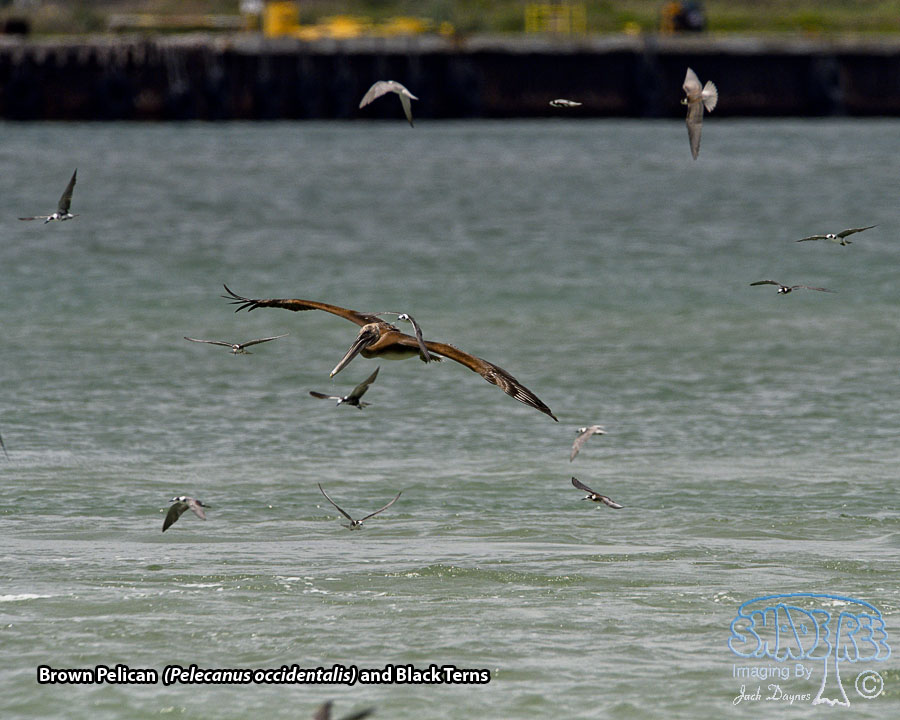 Brown Pelican - Pelecanus occidentalis