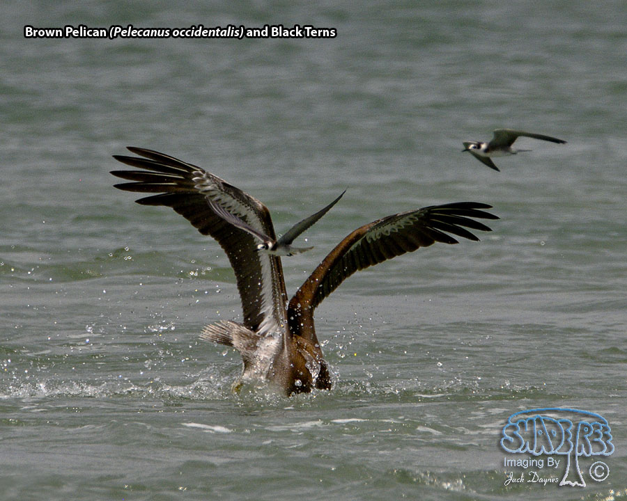 Brown Pelican - Pelecanus occidentalis