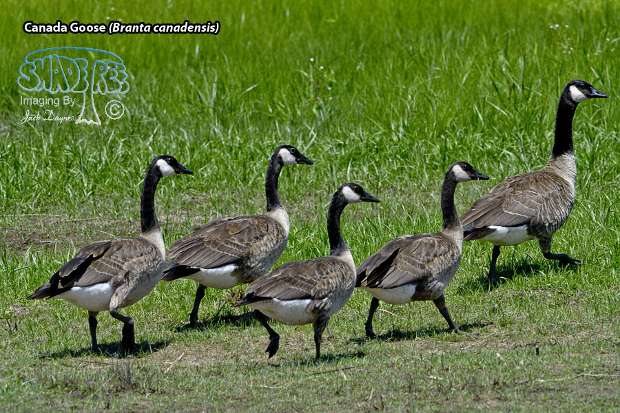 Canada Goose - Branta canadensis