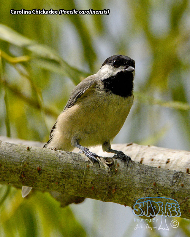 Carolina Chickadee - Poecile carolinensis