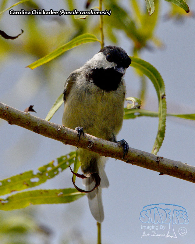 Carolina Chickadee - Poecile carolinensis