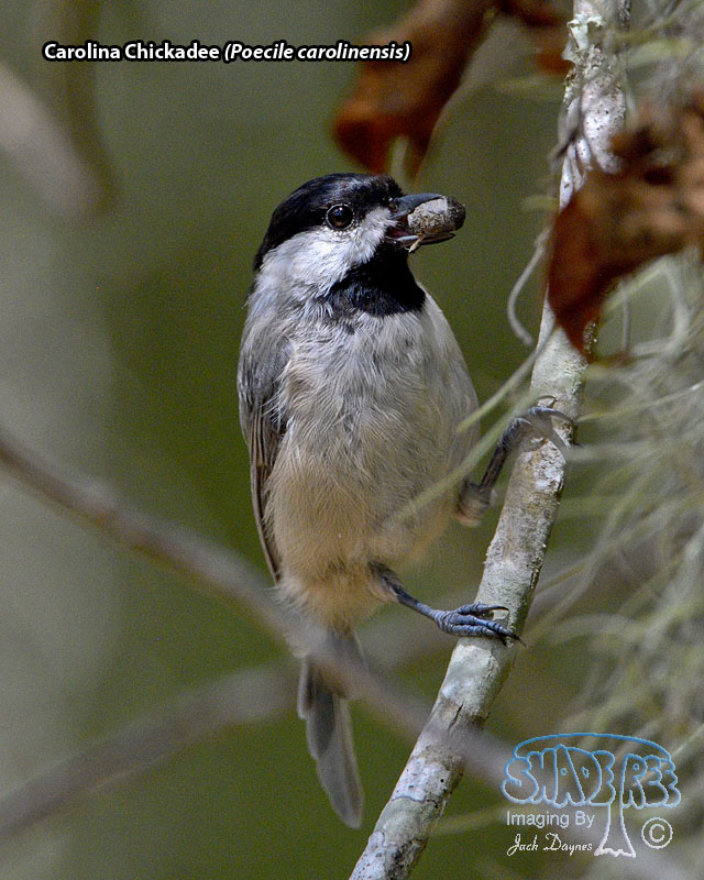Carolina Chickadee - Poecile carolinensis